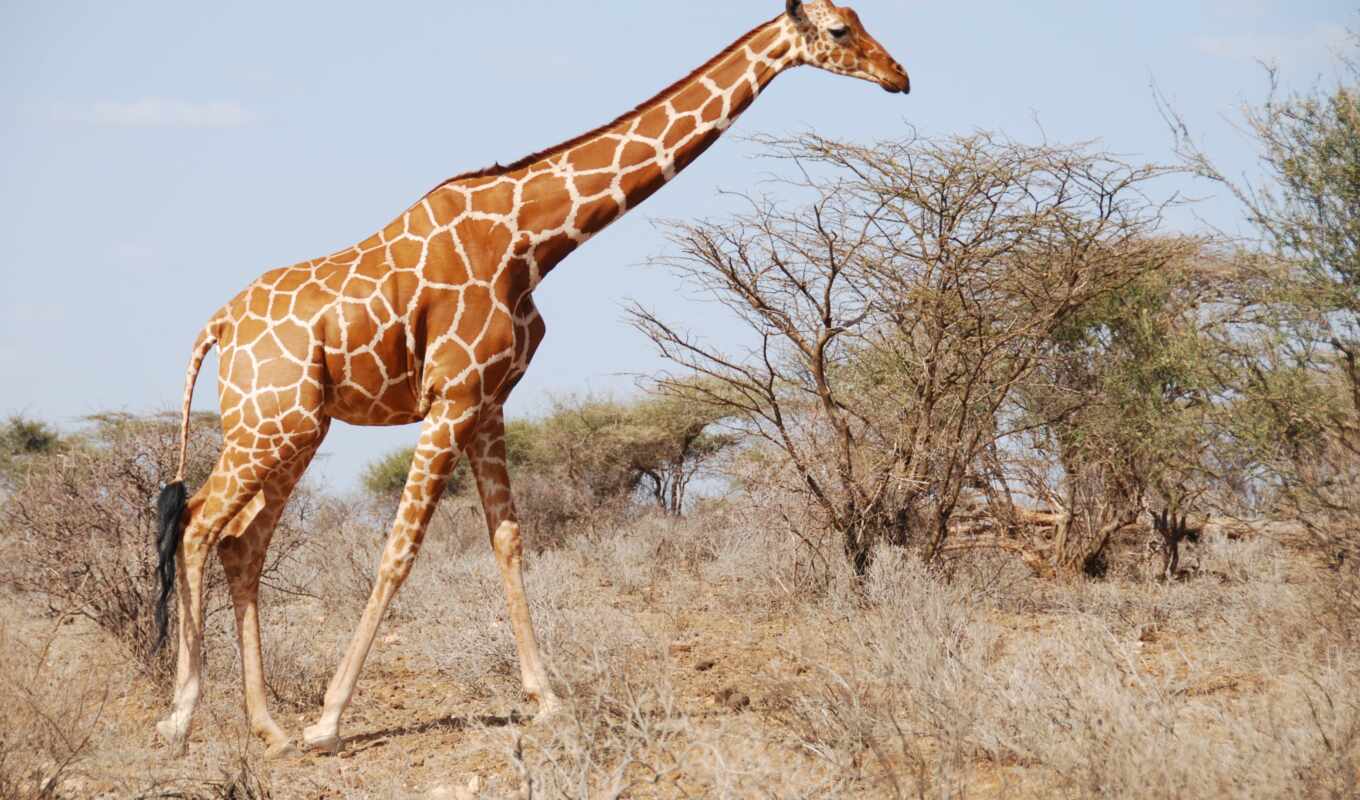 animal, park, жирафа