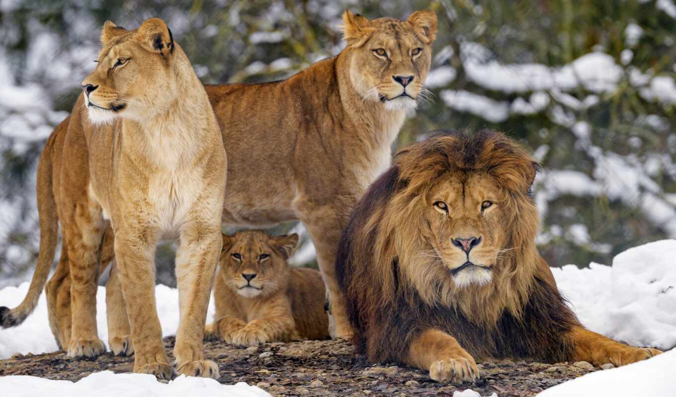 lion, кот, биг, животные, хищник, animal, детёныш, мужской, семья, im-gene