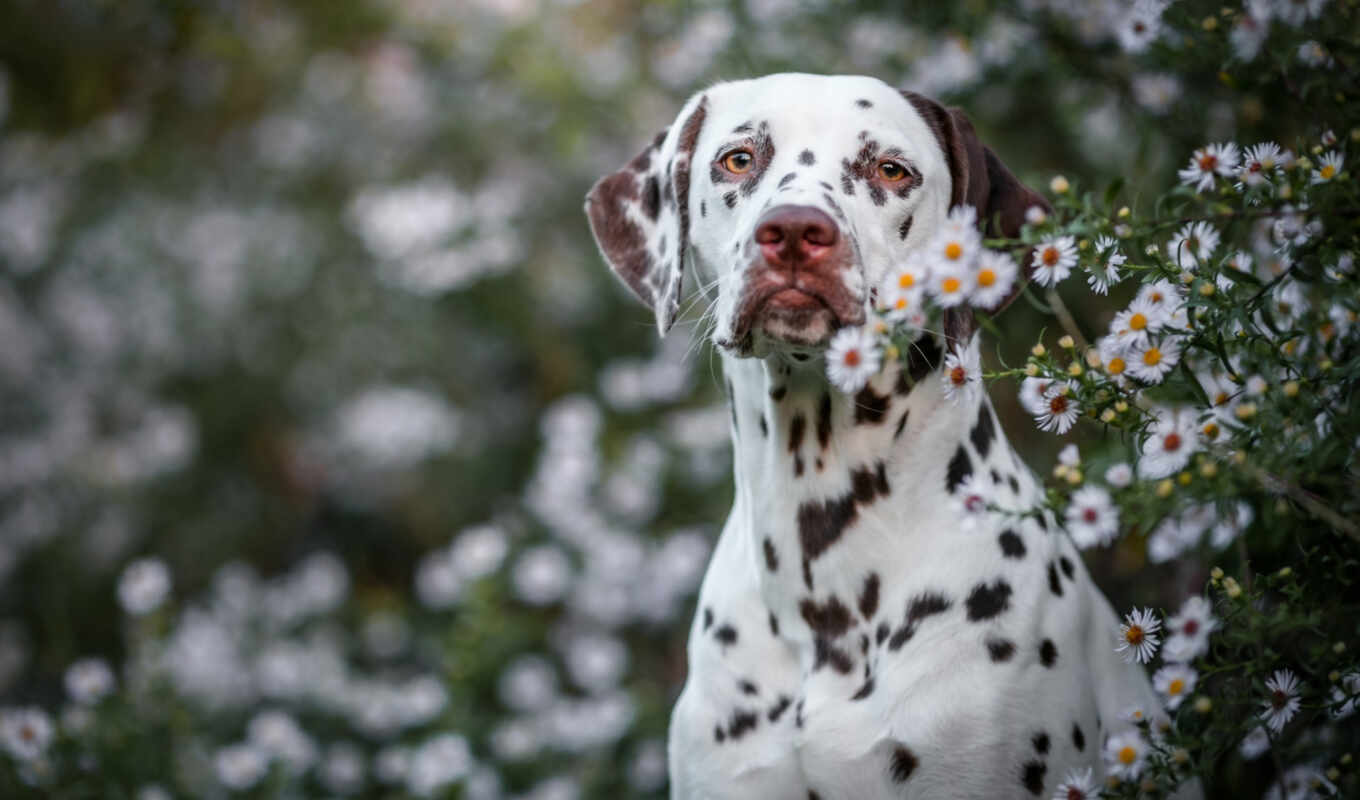 природа, цветы, собака, смотреть, dalmatian