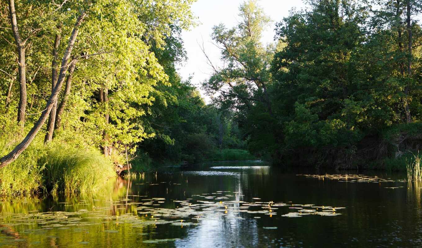 summer, tree, morning, river, water lily