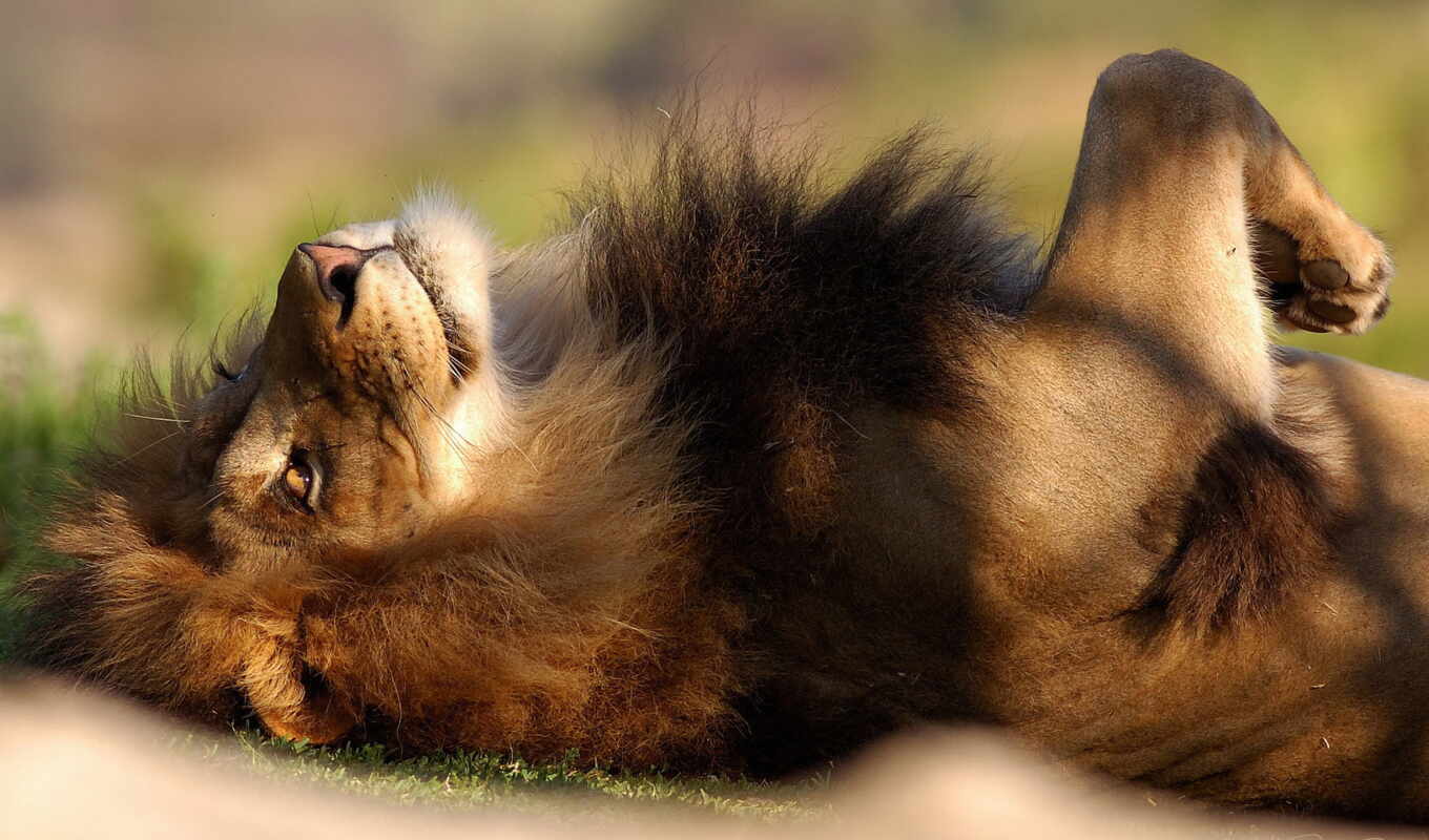 lion, отдых, львы, уставший, усталость