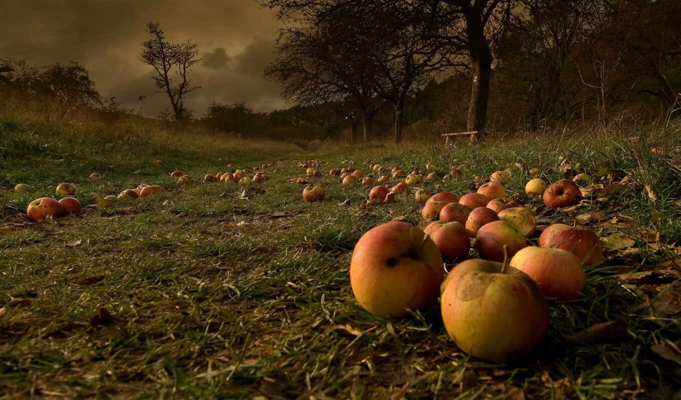 природа, после, garden, осень, яблоки, опавшие, бури
