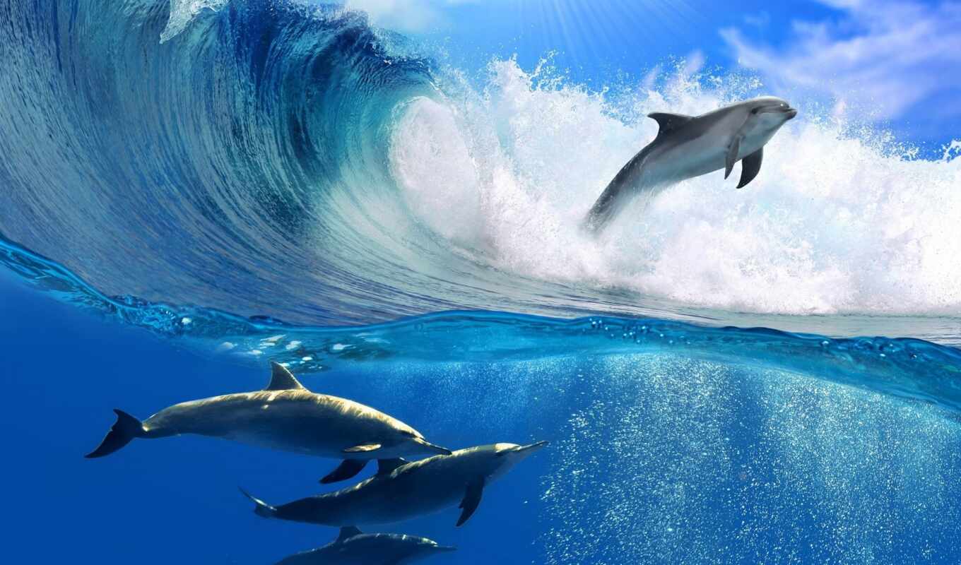 black, landscape, sea, buy, frame, dolphins, dolphin, poster, waves, ocean, jumping