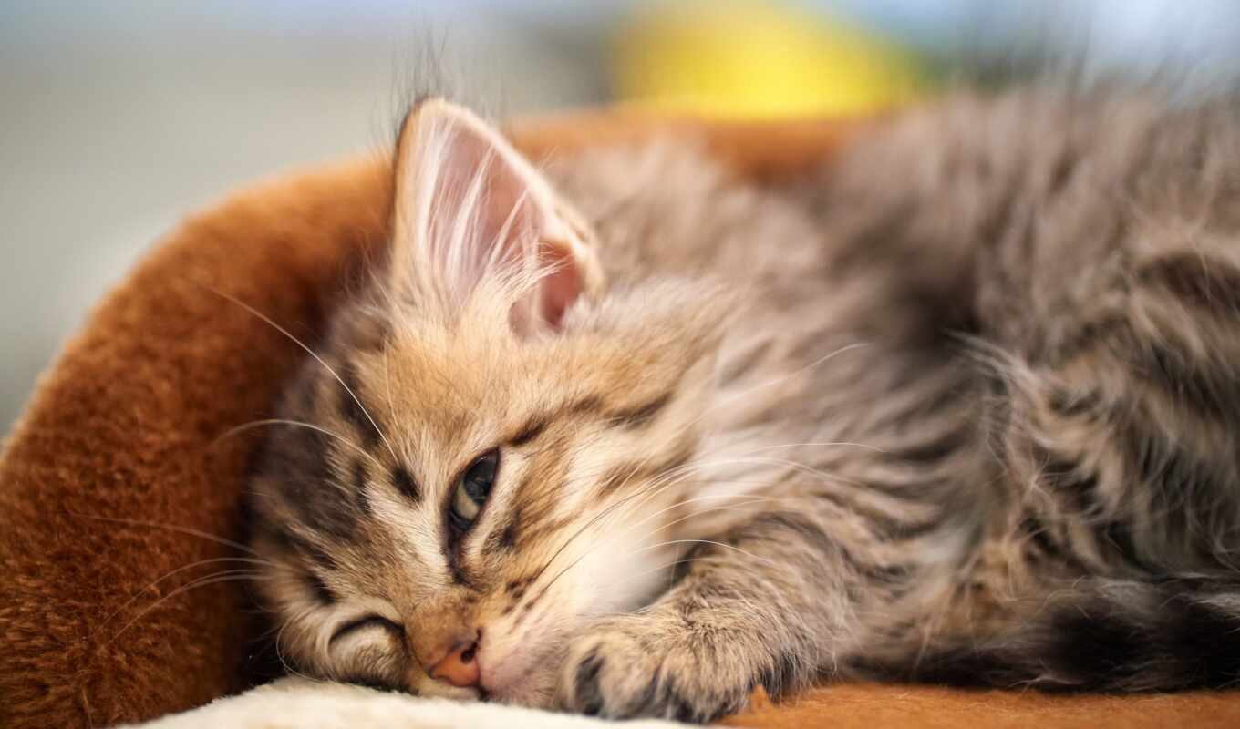 кот, коты, котята, котенок, спит, спать, смешные, zhivotnye, открытые