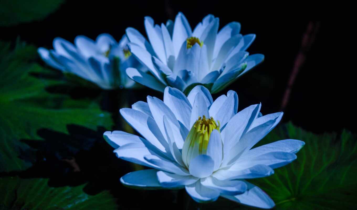 flowers, collection, blue, water, card, plant, lotus, lily, cvety, water lily