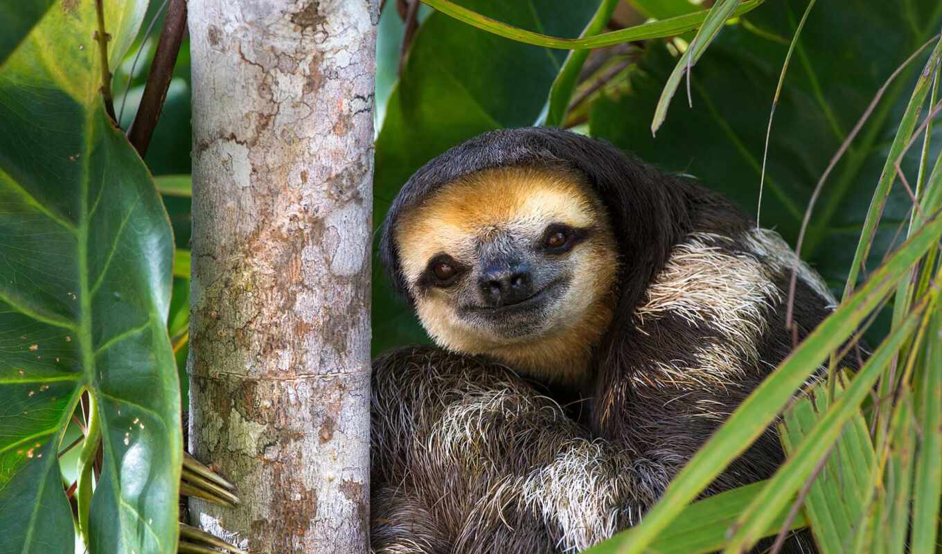 sloth, jamaica, airway
