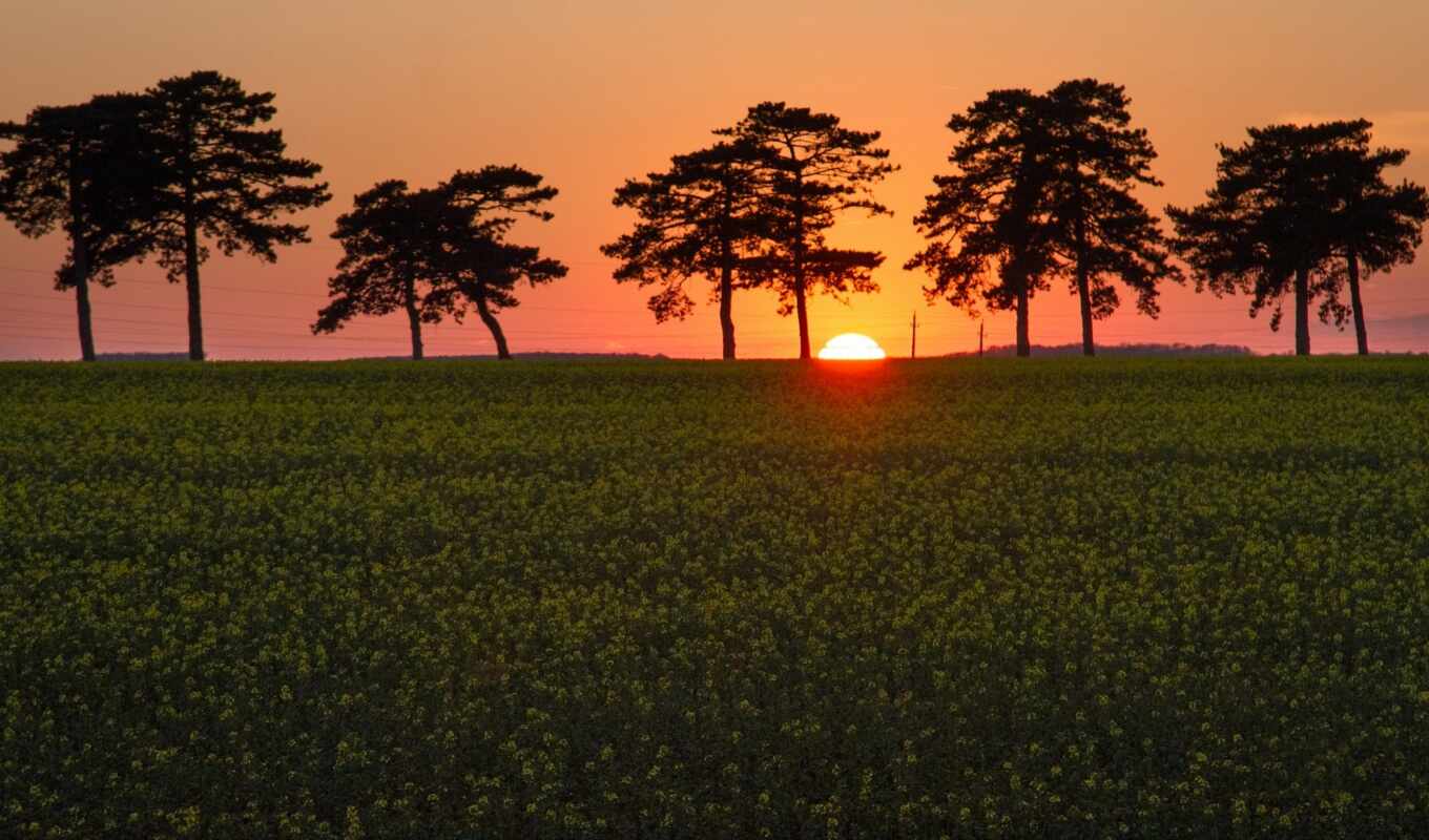 tree, sunset, field, hungary, kesthey