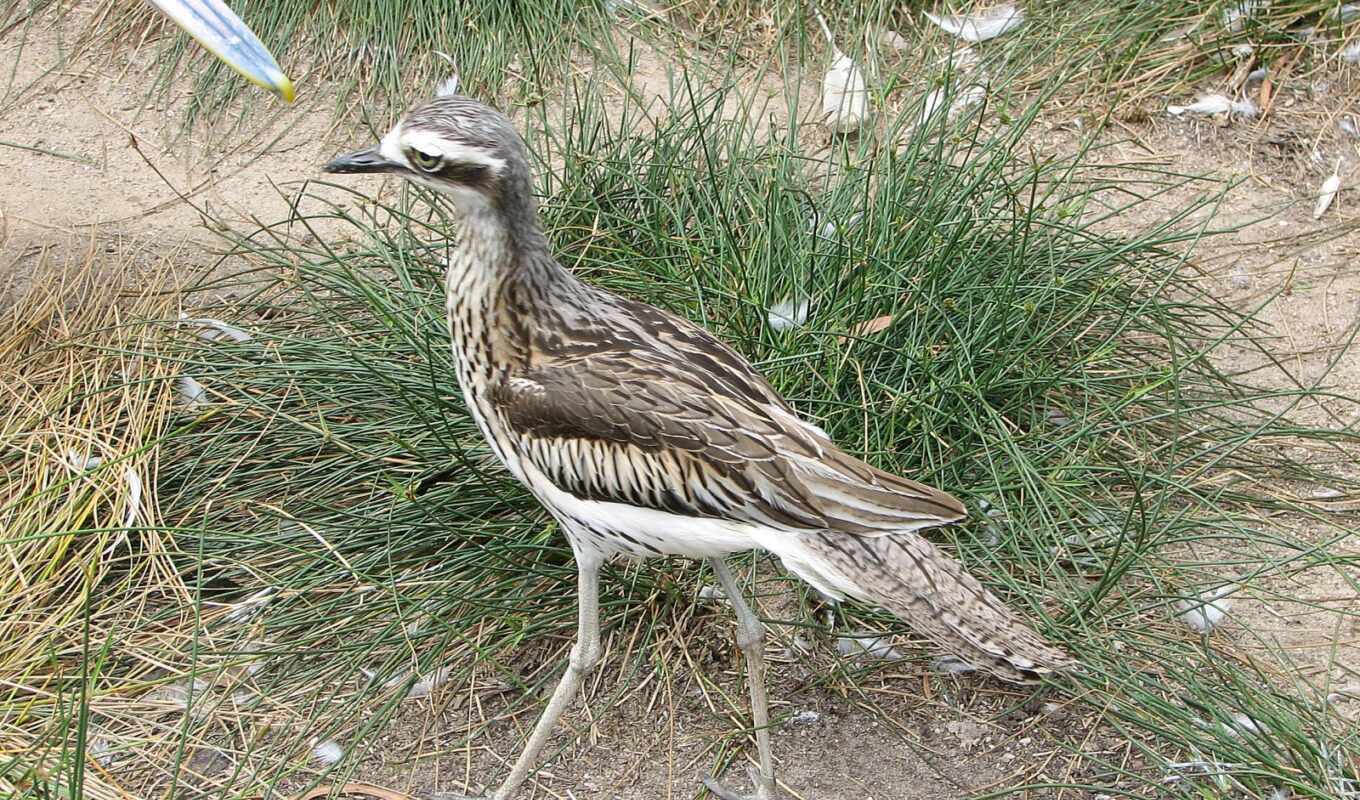 stone, bush, curlew