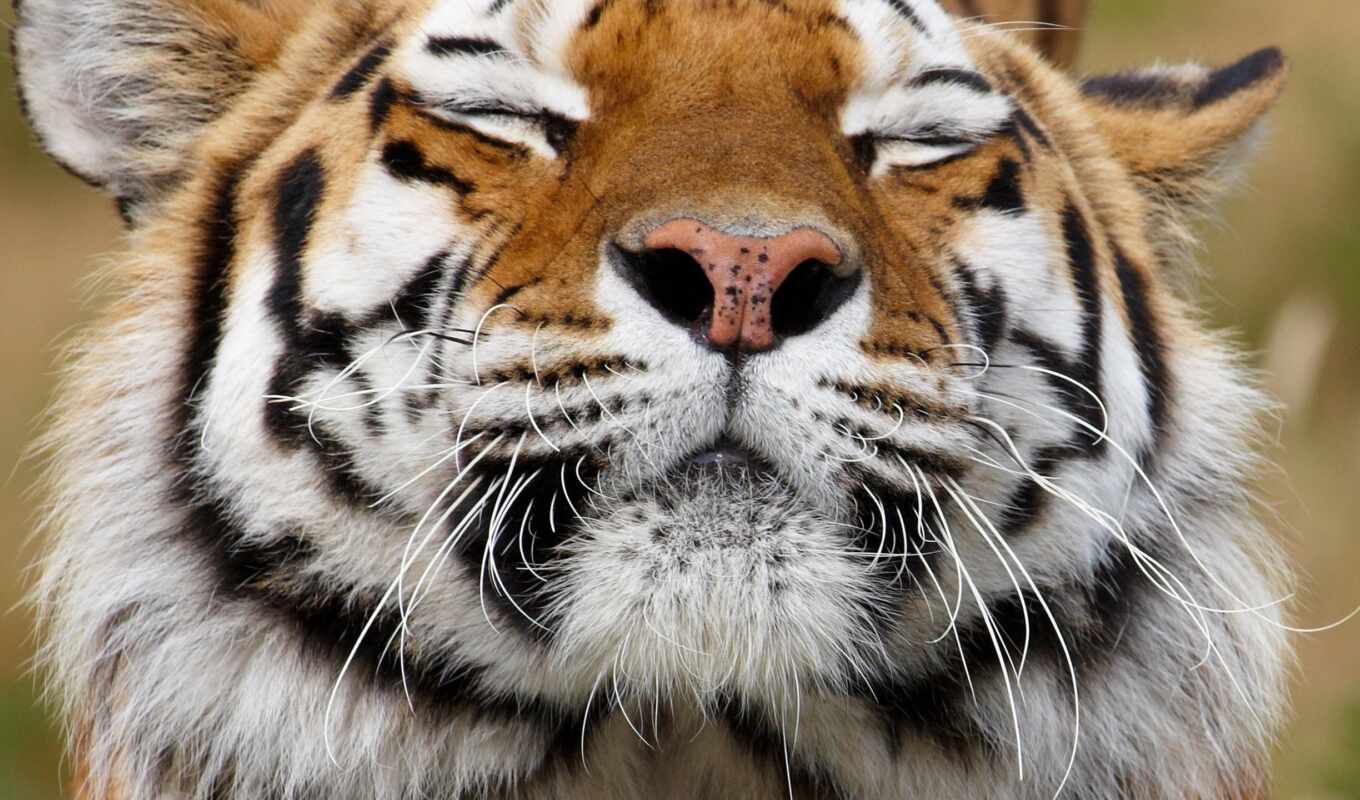 view, predator, tiger, muzzle