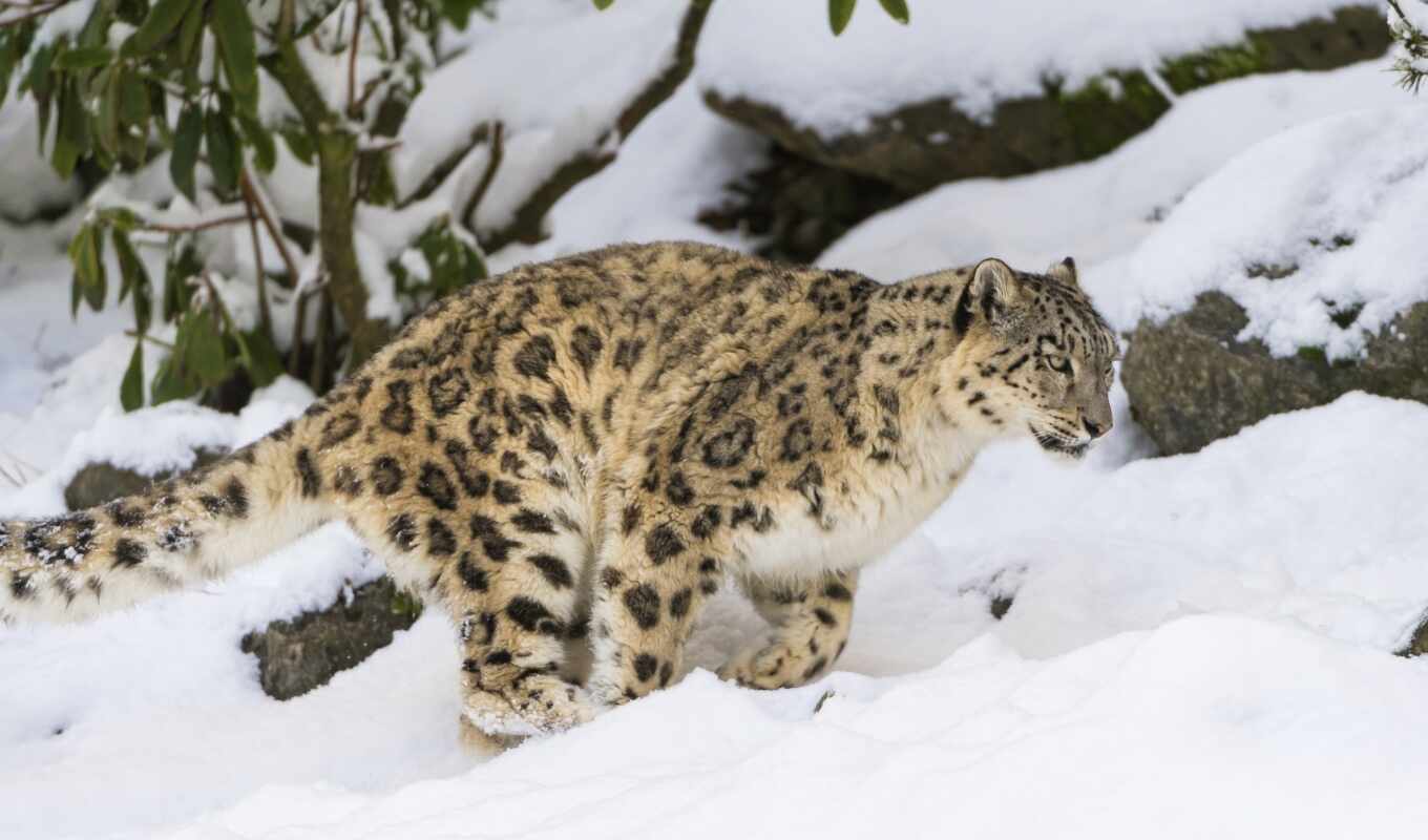 снег, кот, леопард, хищник, дикая, zhivotnye, ирбис