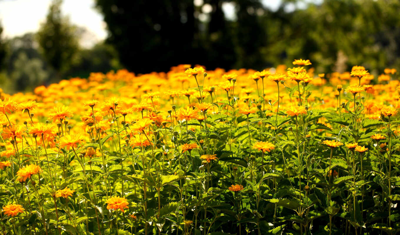 flowers