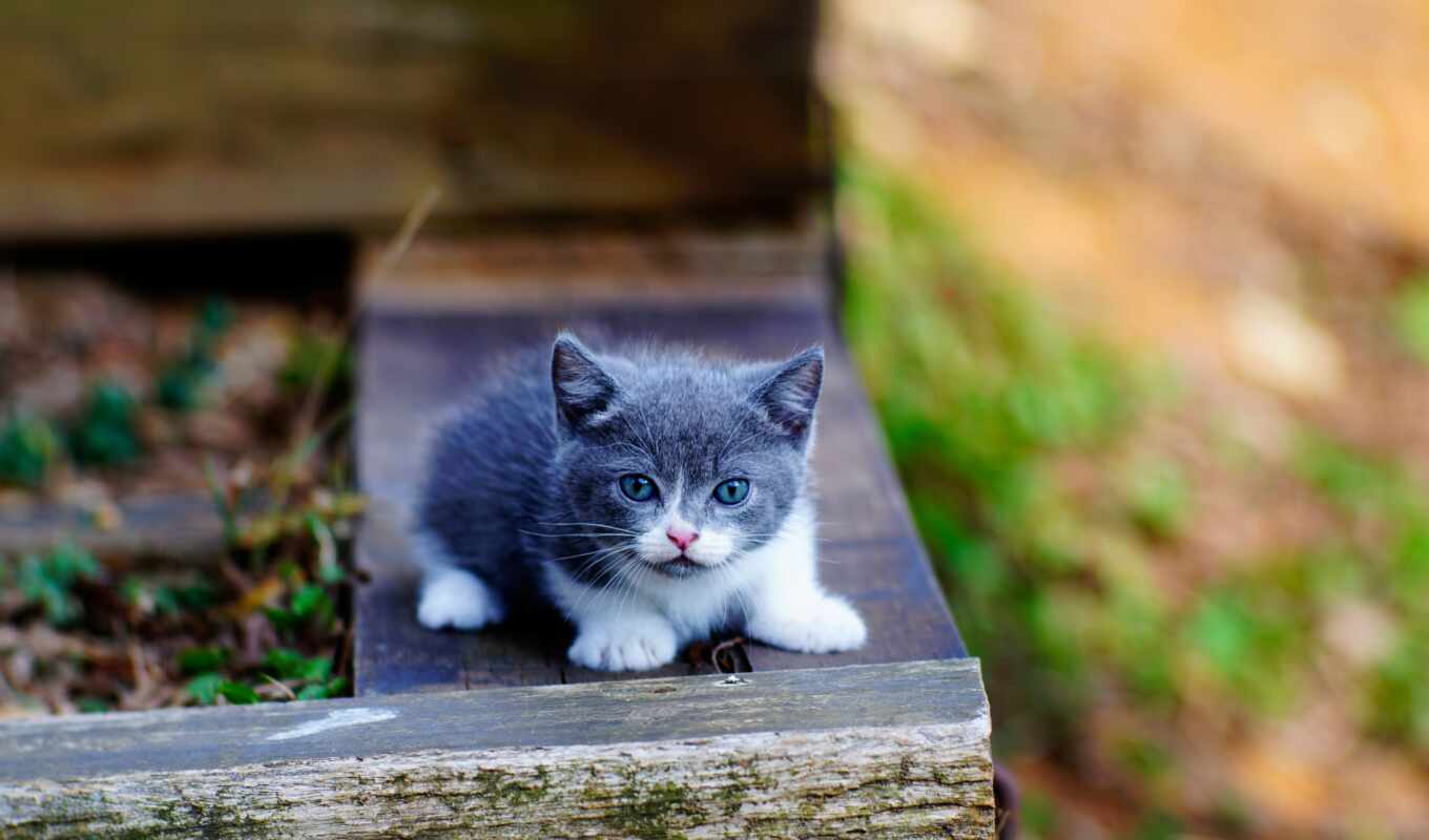 blue, eye, gray, cute, little, kitty