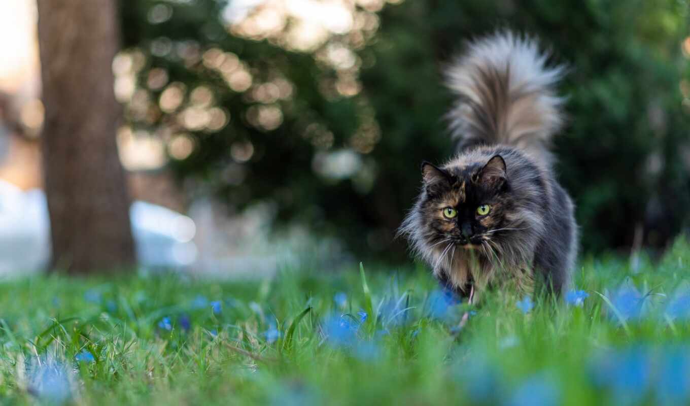 blue, view, green, gray, cat, muzzle, dark, fluffy, lawn, goes