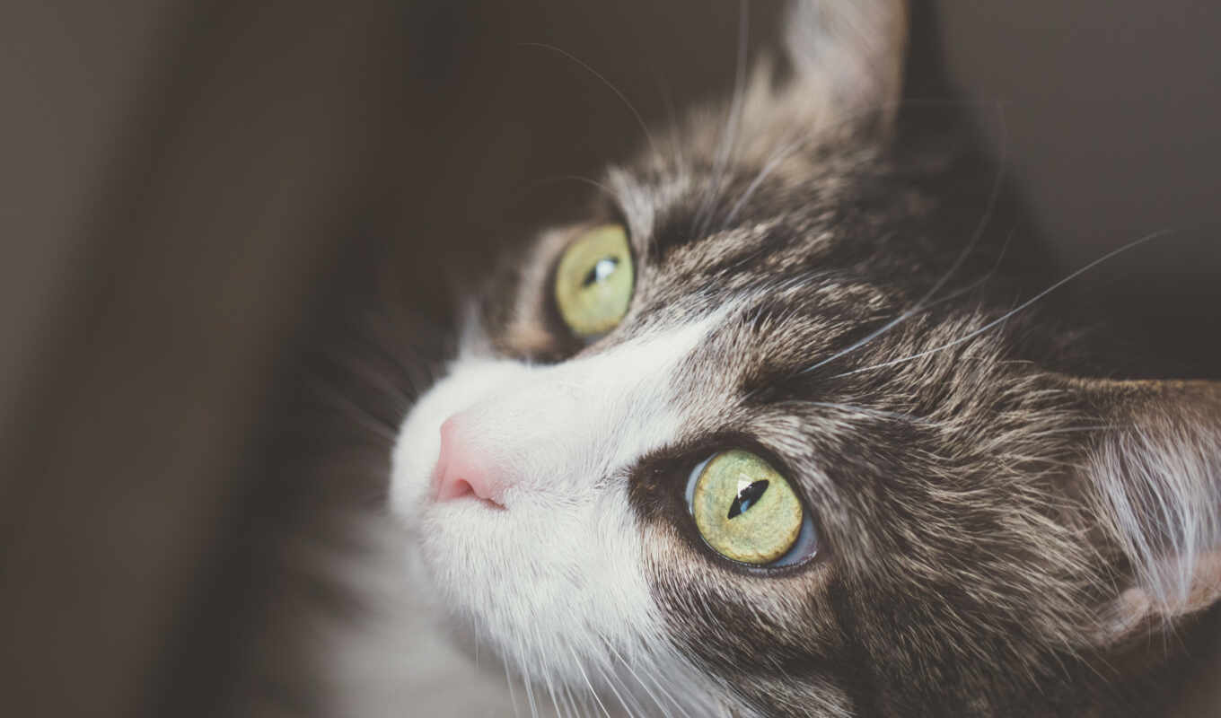 взгляд, глаз, зелёный, кот, portrait, смотреть, котенок, морда, котейка