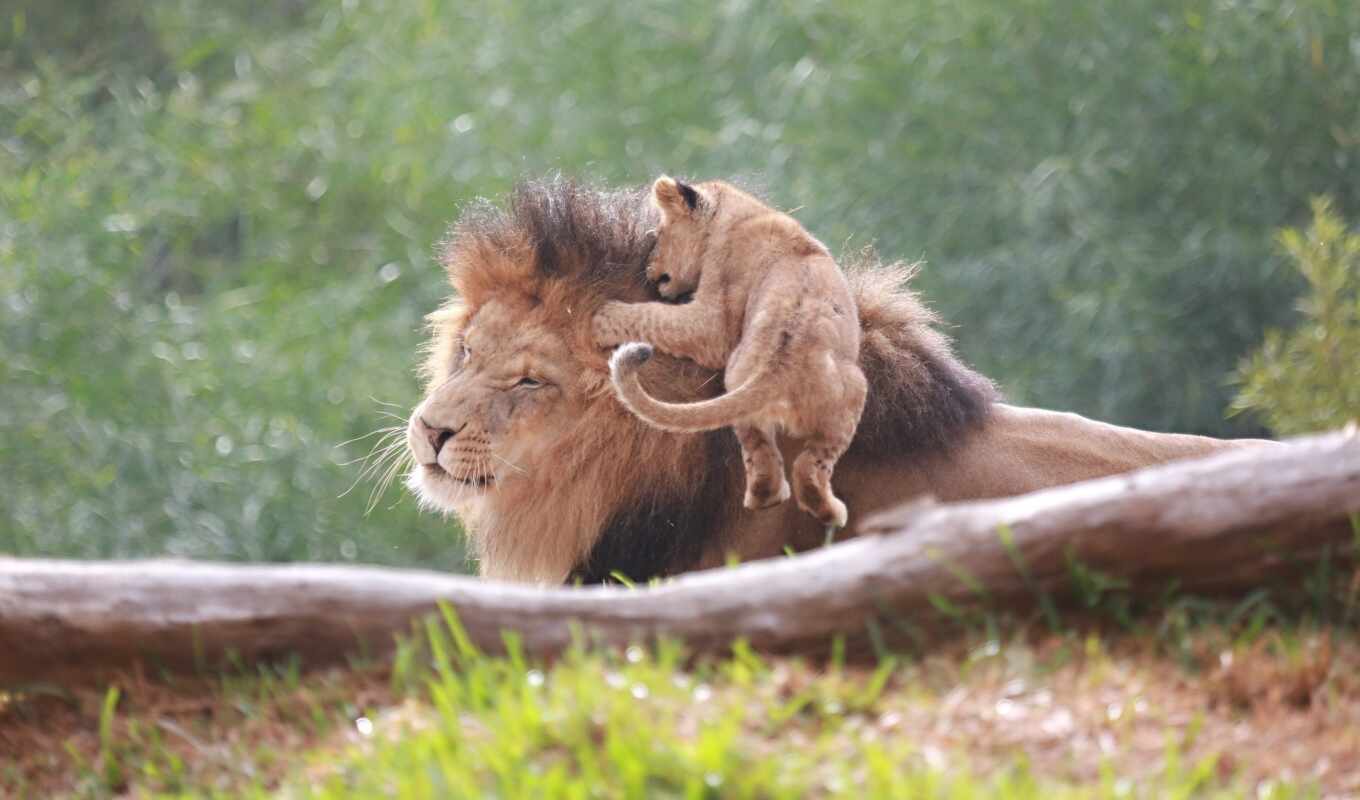 lion, left, wild, father, семья, львенок, oir