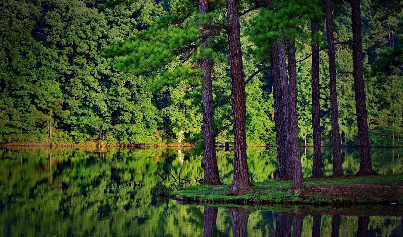 озеро, природа, summer, фон, дерево, зелёный, landscape, отражение, pine, fore, pxfuelpage