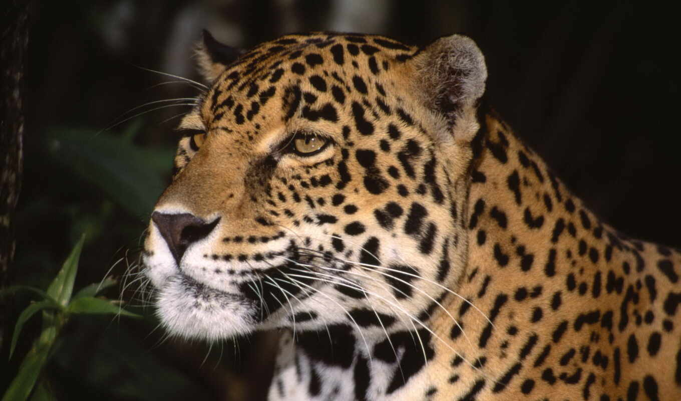 nature, photo, leopard, animal, jaguar