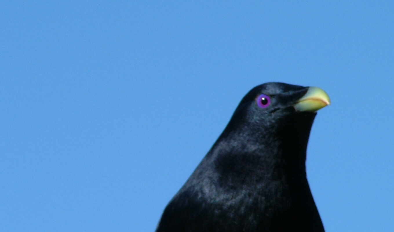 bird, animal, australian, bowerbird