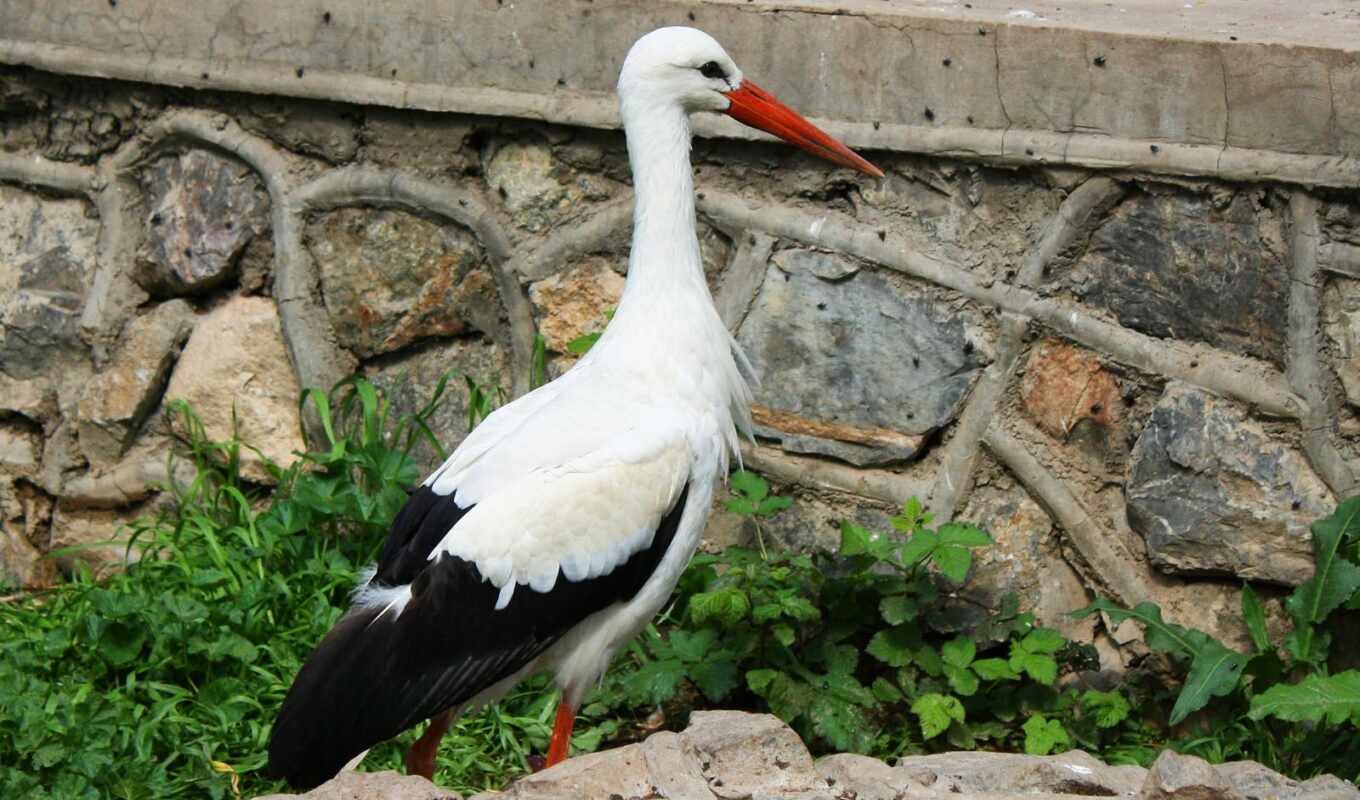 white, stork