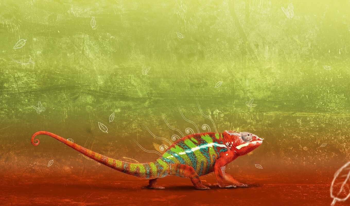 multicolored, chameleon, hameleon