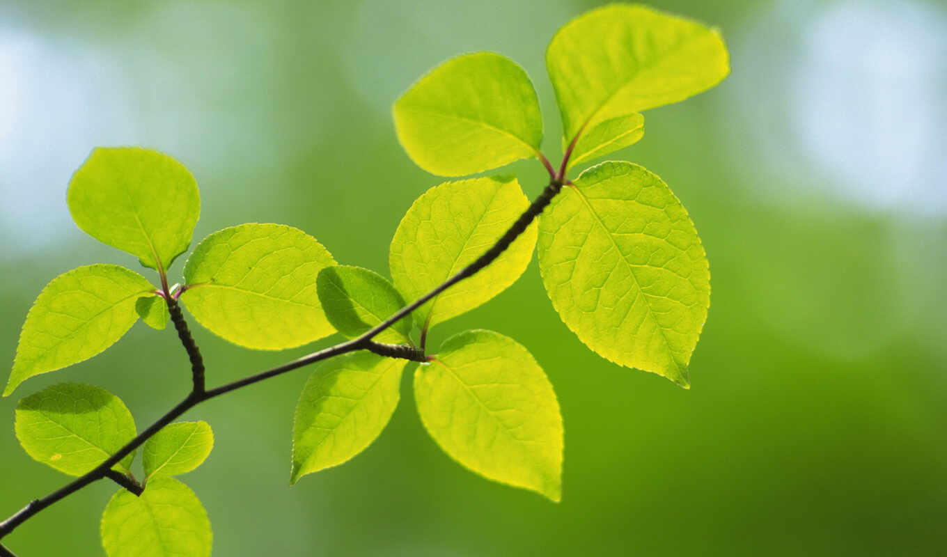 природа, макро, зелёный, листва, branch, весна, зеленые, color