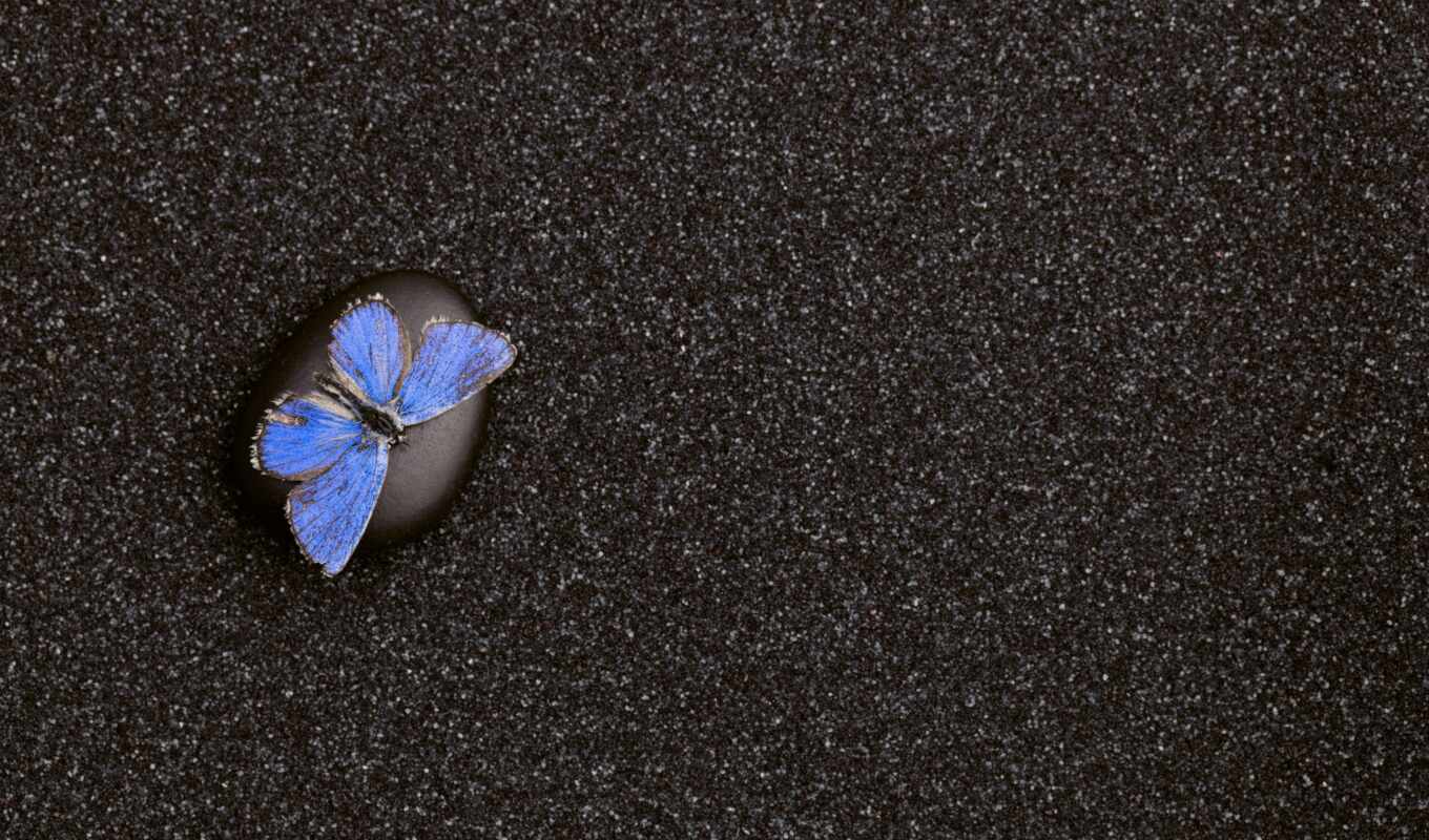 лист, синий, бабочка, песок, лепесток, асфальт, почва