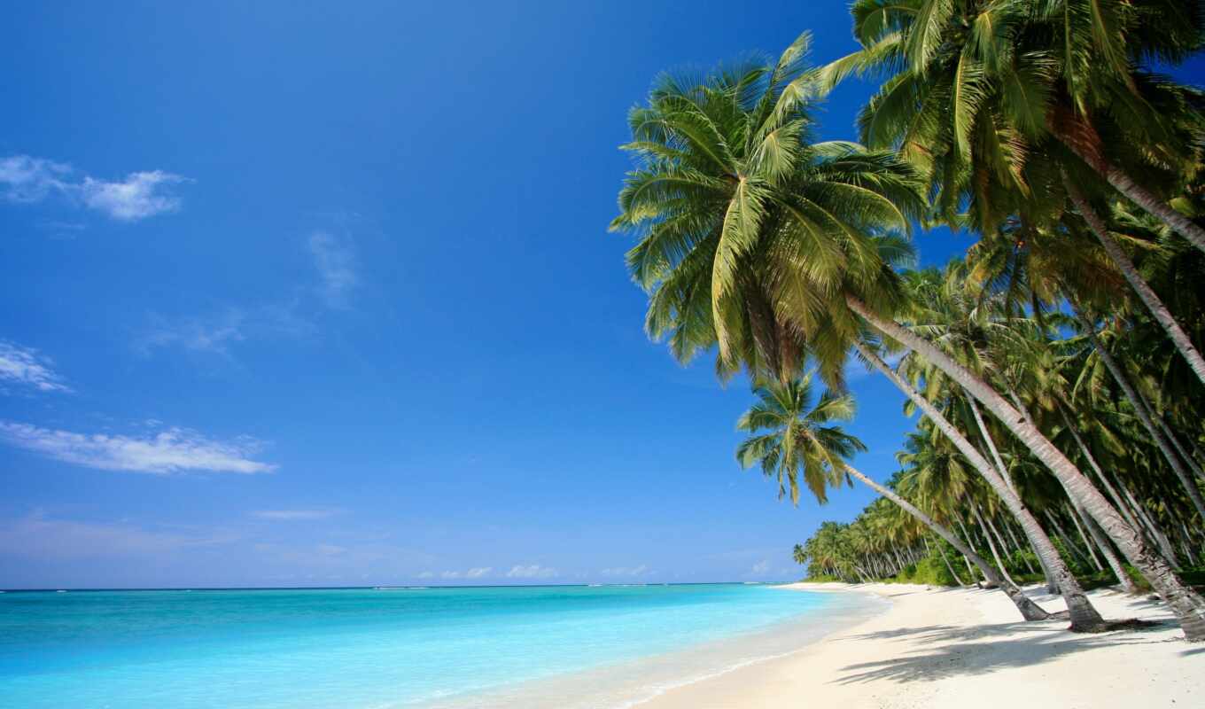 пляж, море, песок, palm, tropic