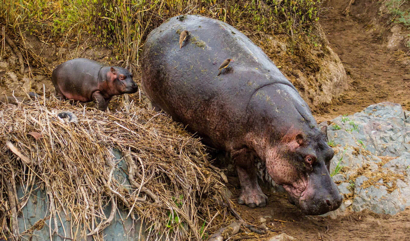 post, author, animal, title, baby, running, detail, awesome, hypopotics, hippopotamuse