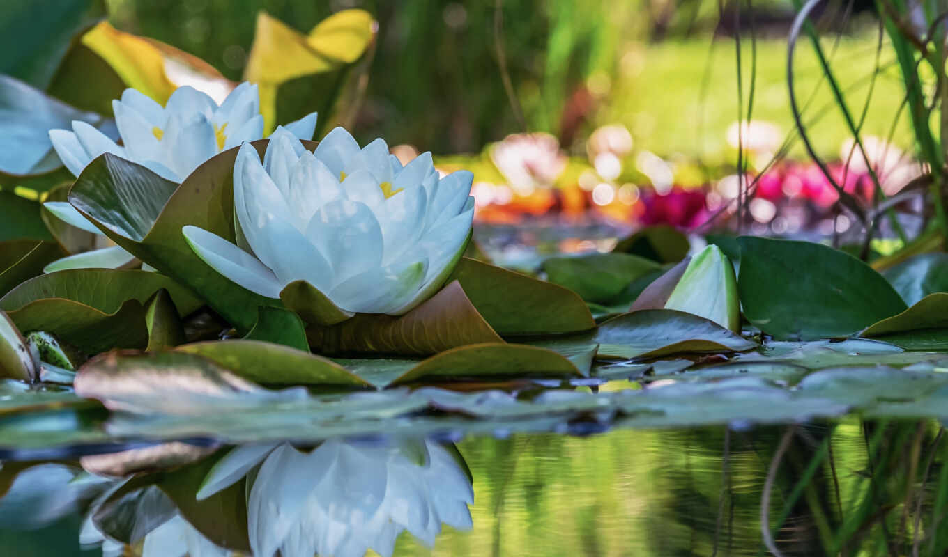 water, reflection, lily