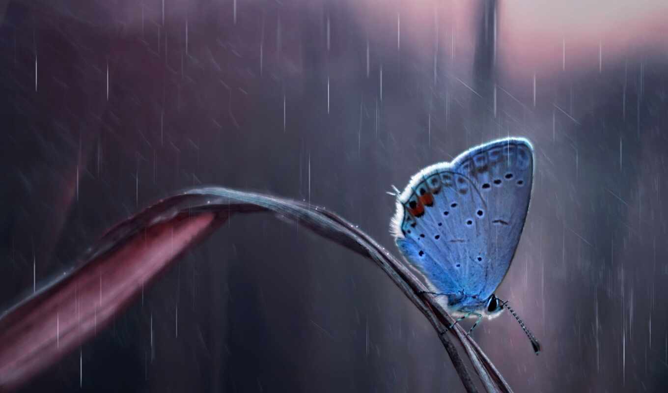 дождь, бабочка, sauap