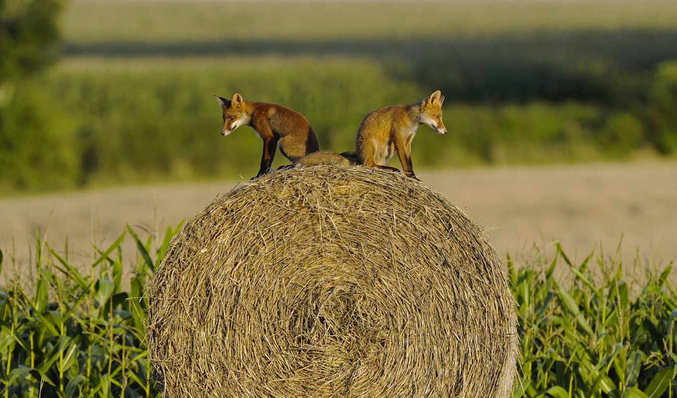 fox, funny, another, hay, gopher