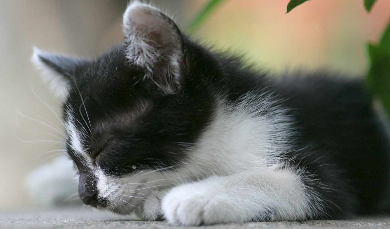 black, white, кот, cute, котенок, спать