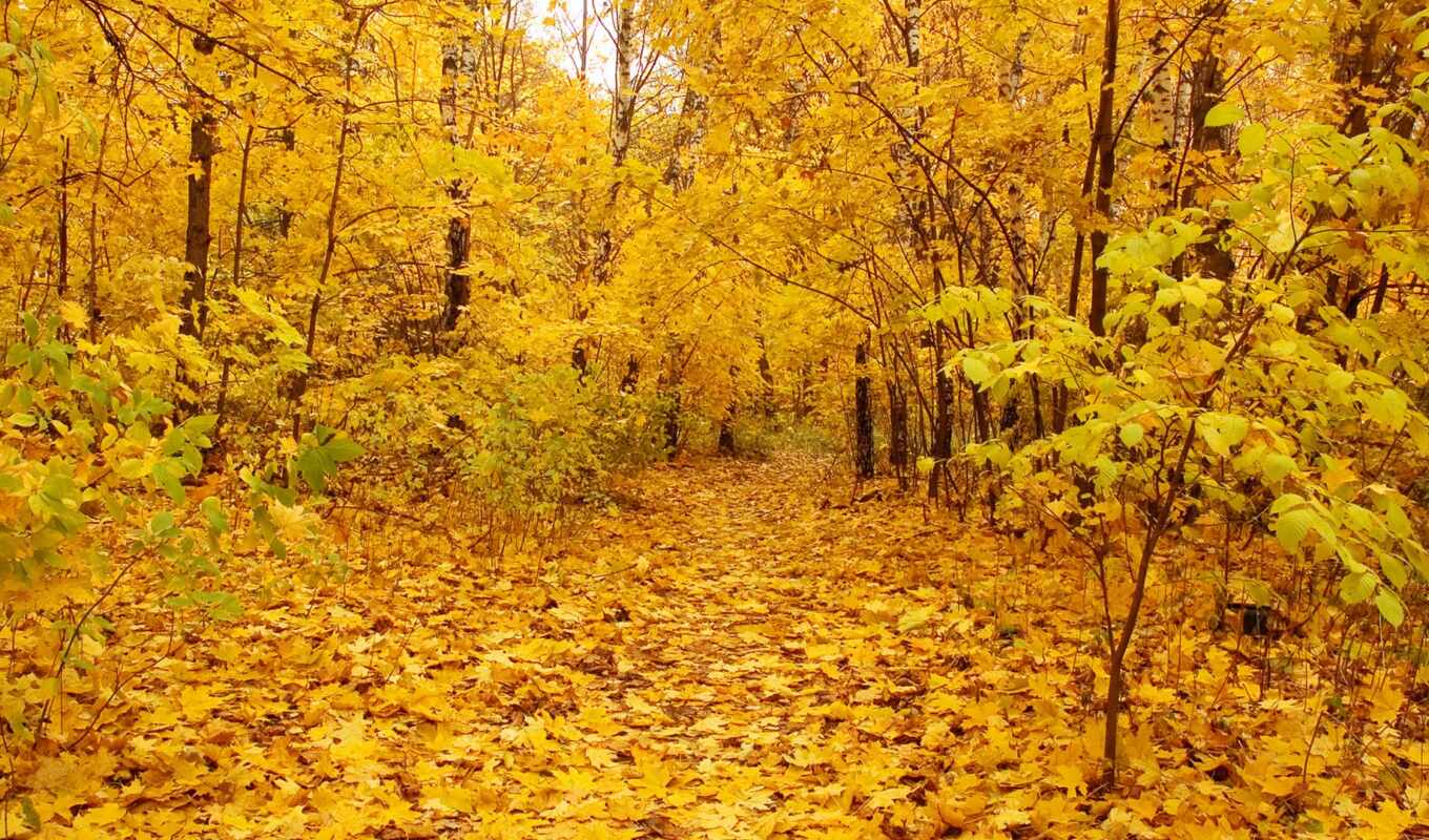 wallpaper, hd, background, yellow, autumn, leaves