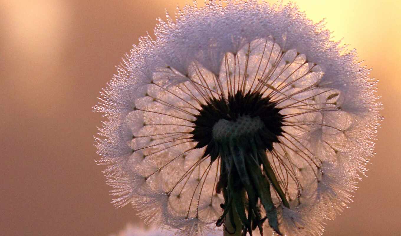 flowers, macro, frost, sunset, dandelion, stem, gentle