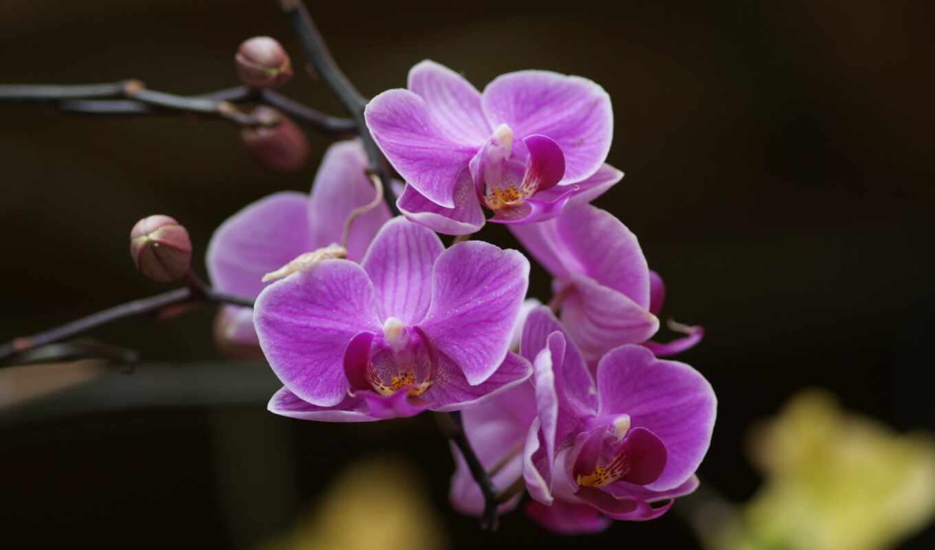 flowers, russian, but, beautiful, branch, orchid, orchids, discussion, twig, liveinternet