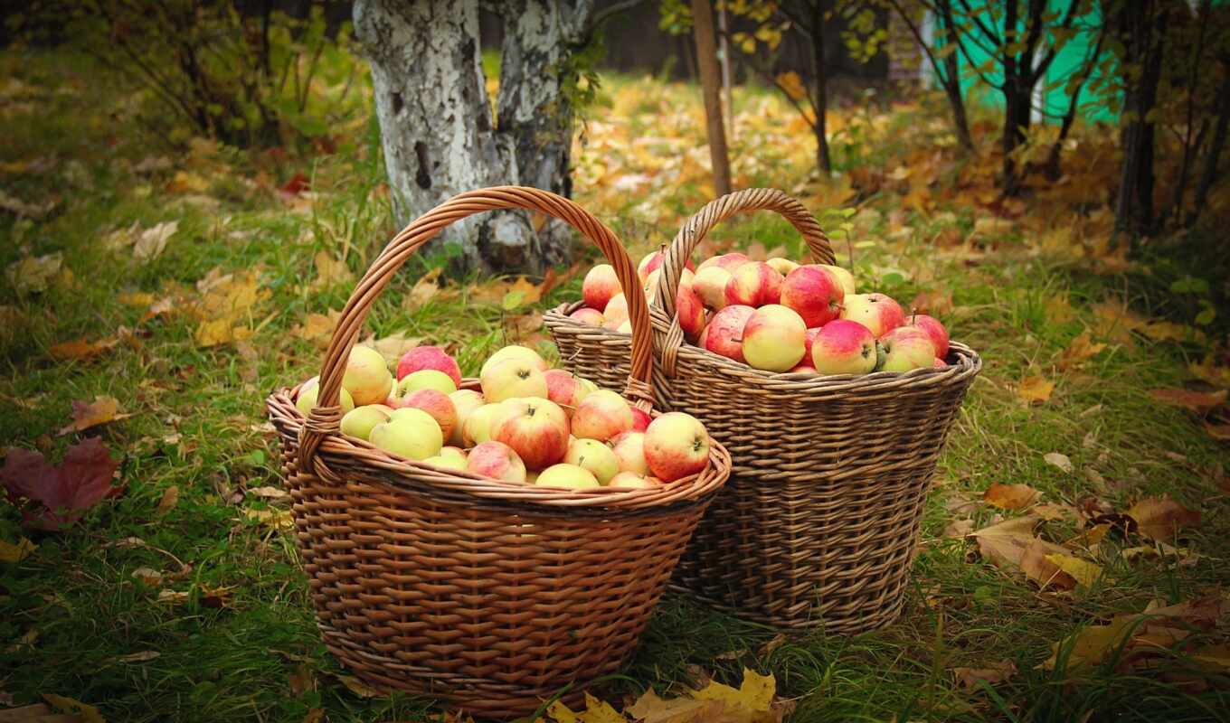 picture, garden, autumn, basket, apples, baskets, apples, harvest, fruits