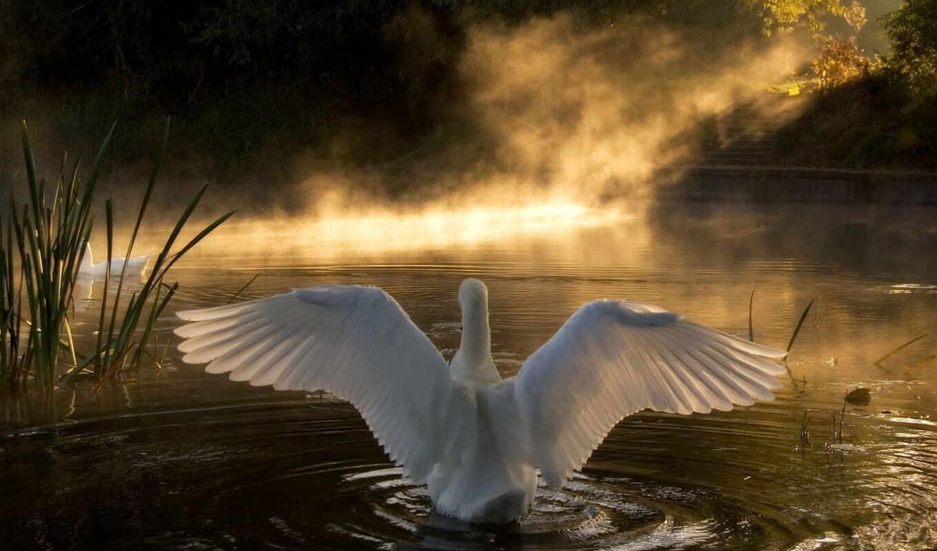 sunset, swans, swan, lake, lonely