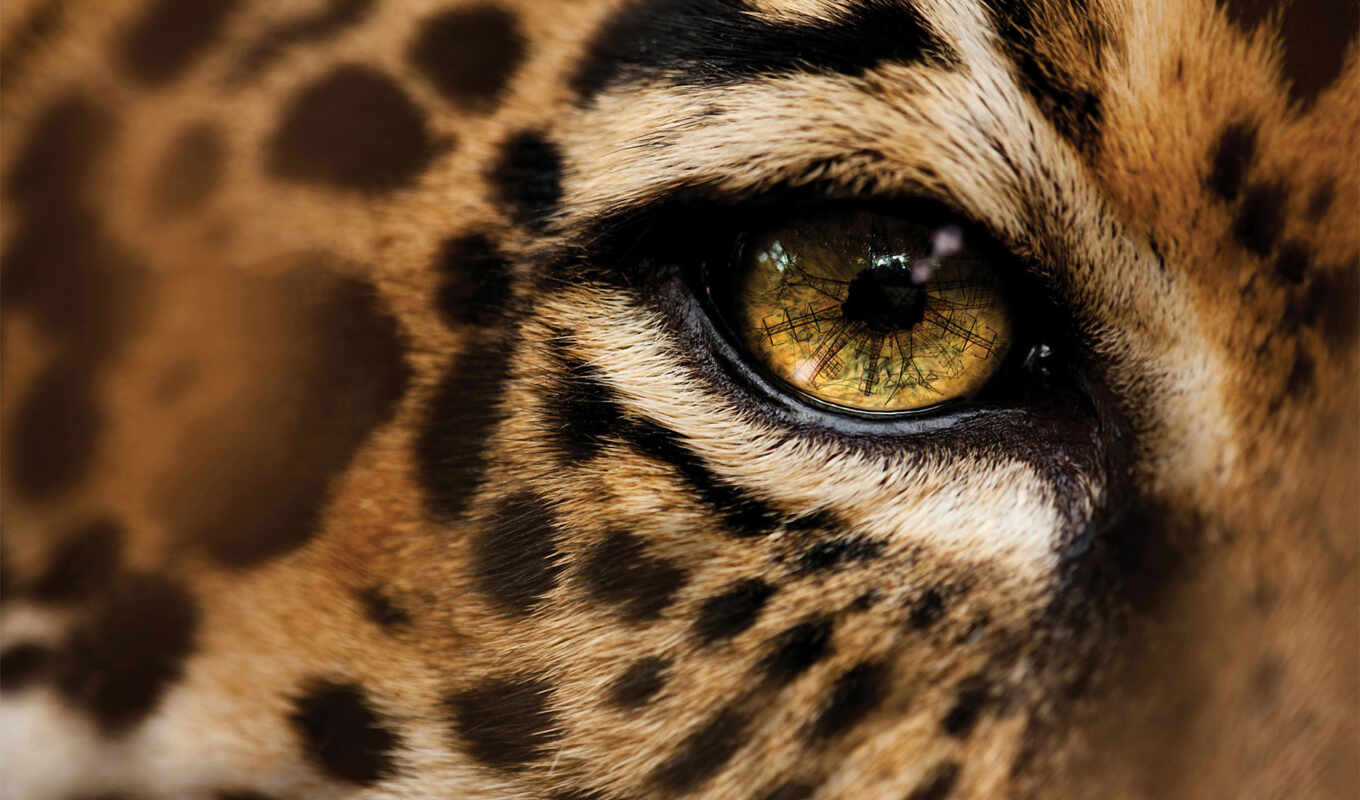 глаз, national, glaza, geographic, леопарда