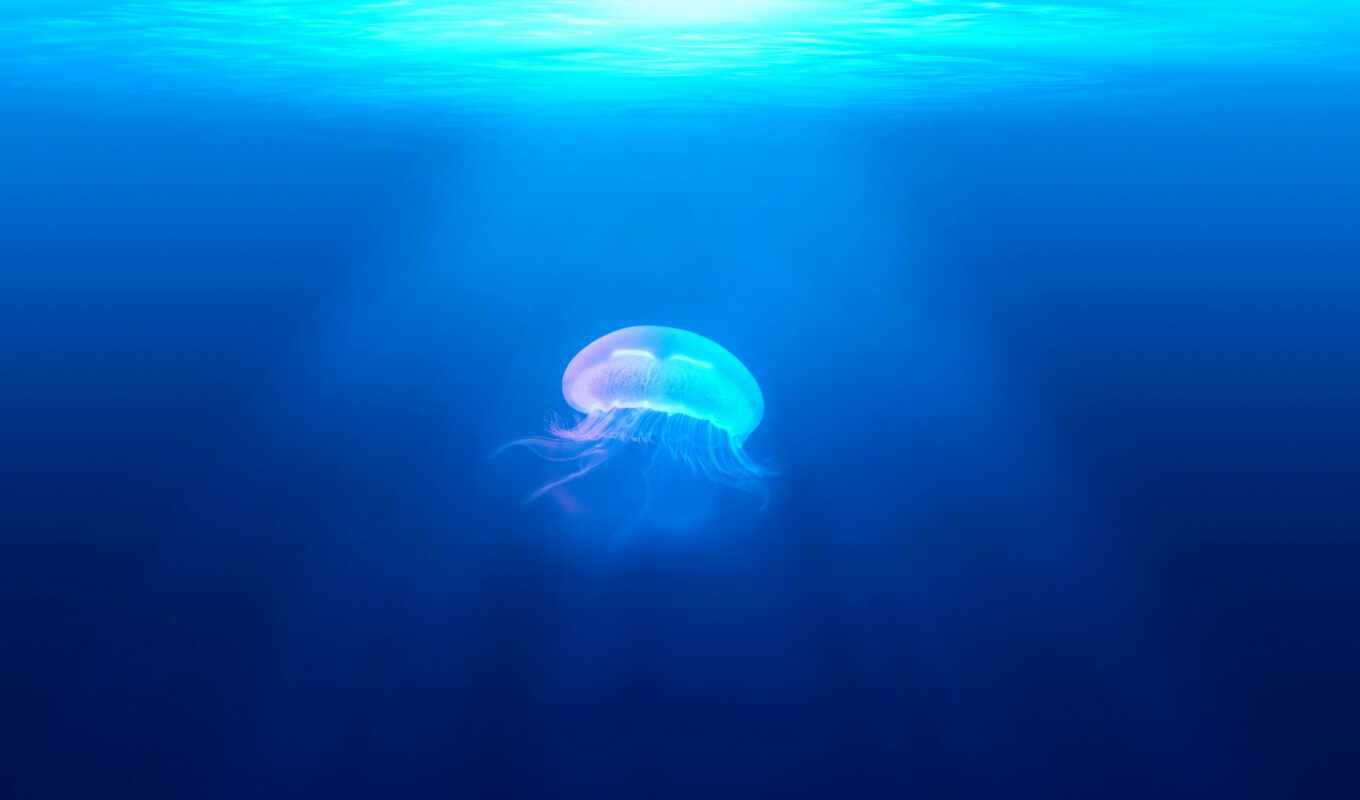 показать, jellyfish, hide, знамя, underwater