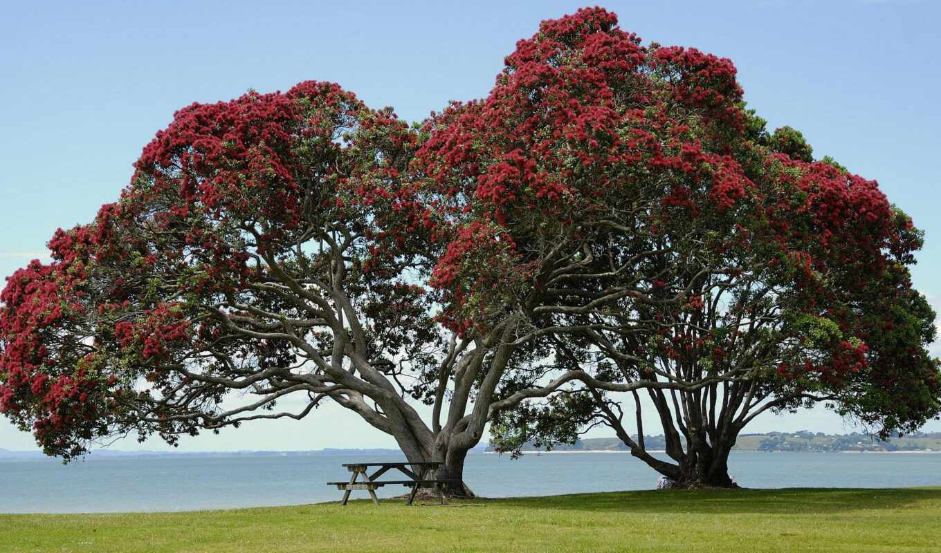 tree, new, red, with, zealand, two, bench, song, roja, flora, pohutukava