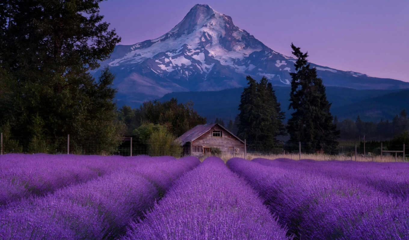 природа, цветы, house, гора, поле, landscape, капюшон, lavender, oregon