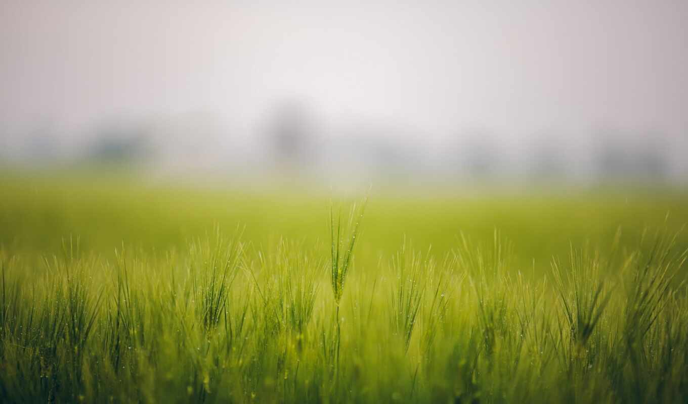 природа, трава, поле, туман