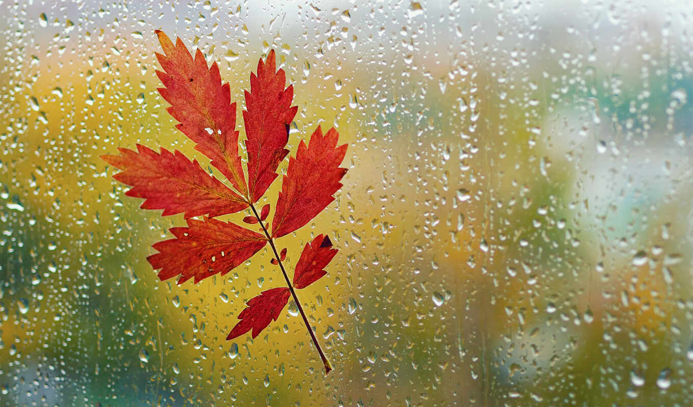 makro, листь, okno, steklo, капли, дождь