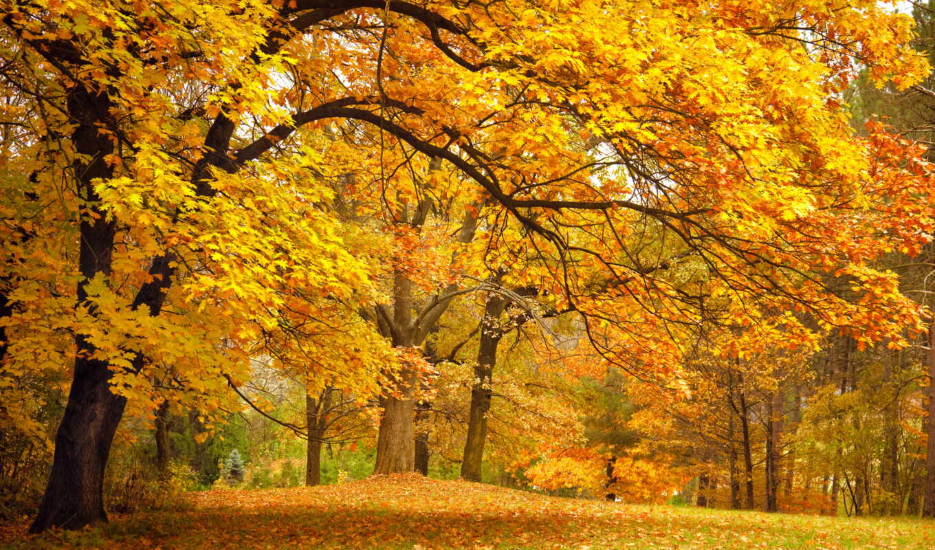 природа, лес, осень, листва, желтые, park, trees