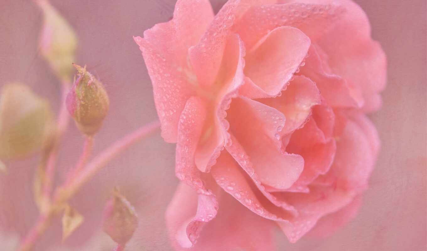 Розовый цветок без листьев