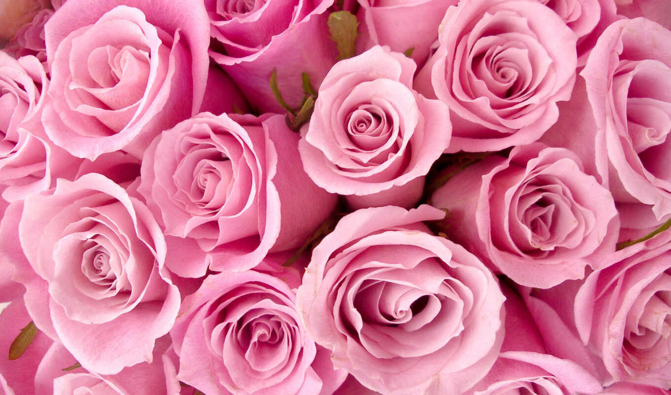rose, picture, beautiful, roses, pink, pink, cvety, buds, photo wallpapers