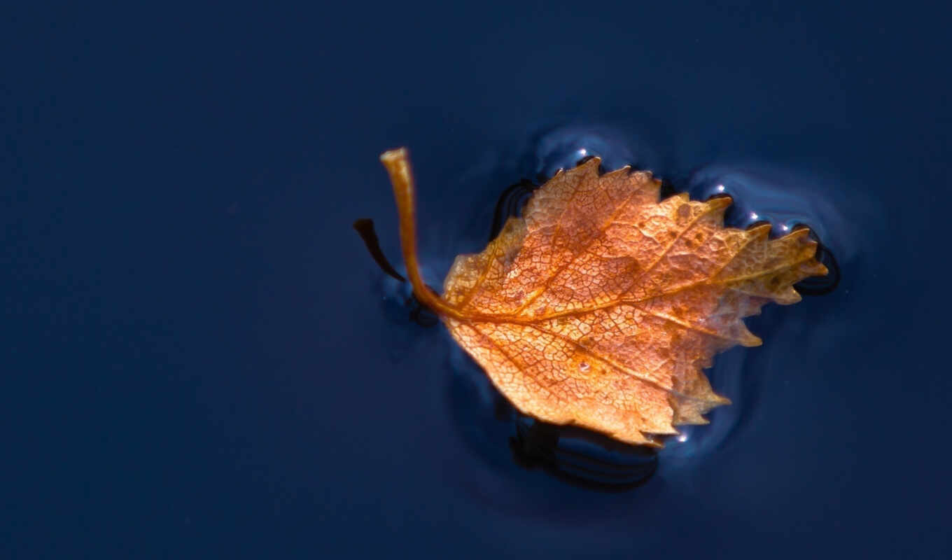 water, плавающий, leaf