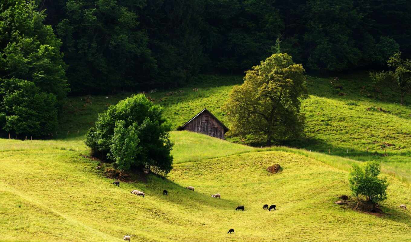 tree, grass, forest, landscape, quality, lodge, hill, meadow, sheep, pass