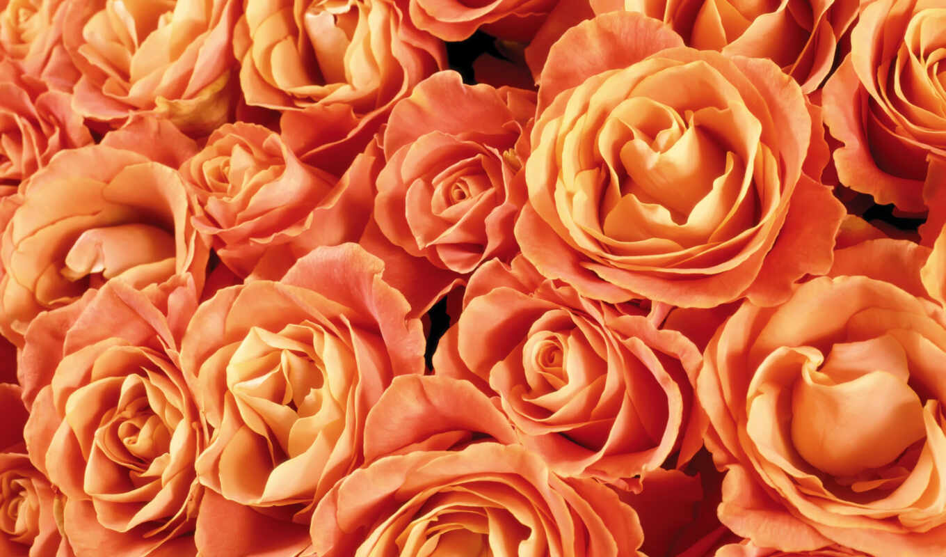flowers, rose, mobile, background, vector, quality, tablet, definition, title, orange, takeoff