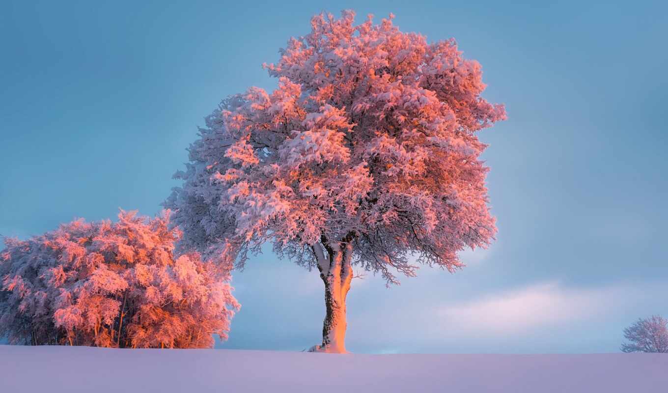 nature, sky, tree, frost, snow, winter, add, plant, freezing, complain, Kazakhstan